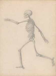 Esposizione anatomica comparativa della struttura del corpo umano con quella di una tigre e di un pollo comune: scheletro umano, vista laterale (vicino allo studio finale per la tavola III ma differisce nei dettagli) da George Stubbs